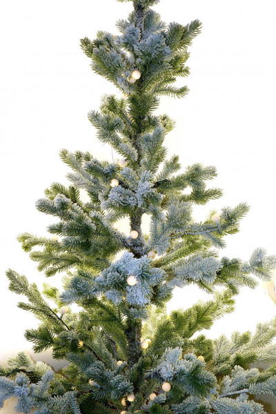 87646.jpg
